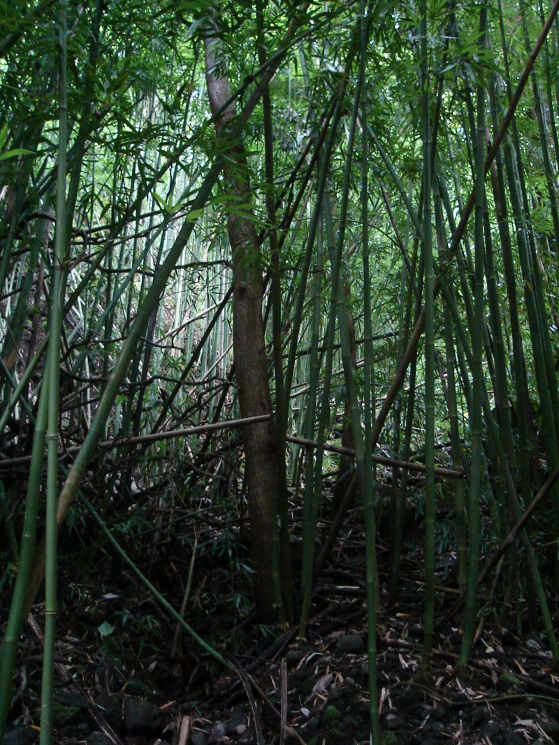 bamboo 1.jpg
