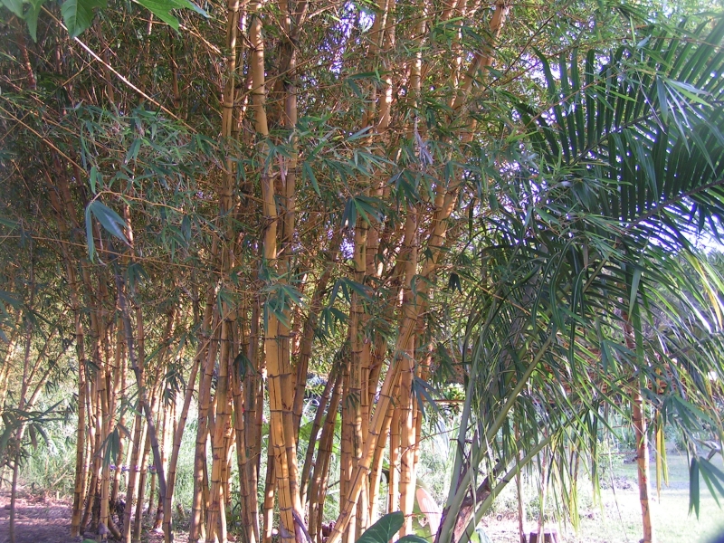 bamboo in maui.jpg