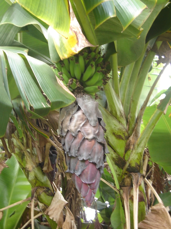 banana tree.jpg