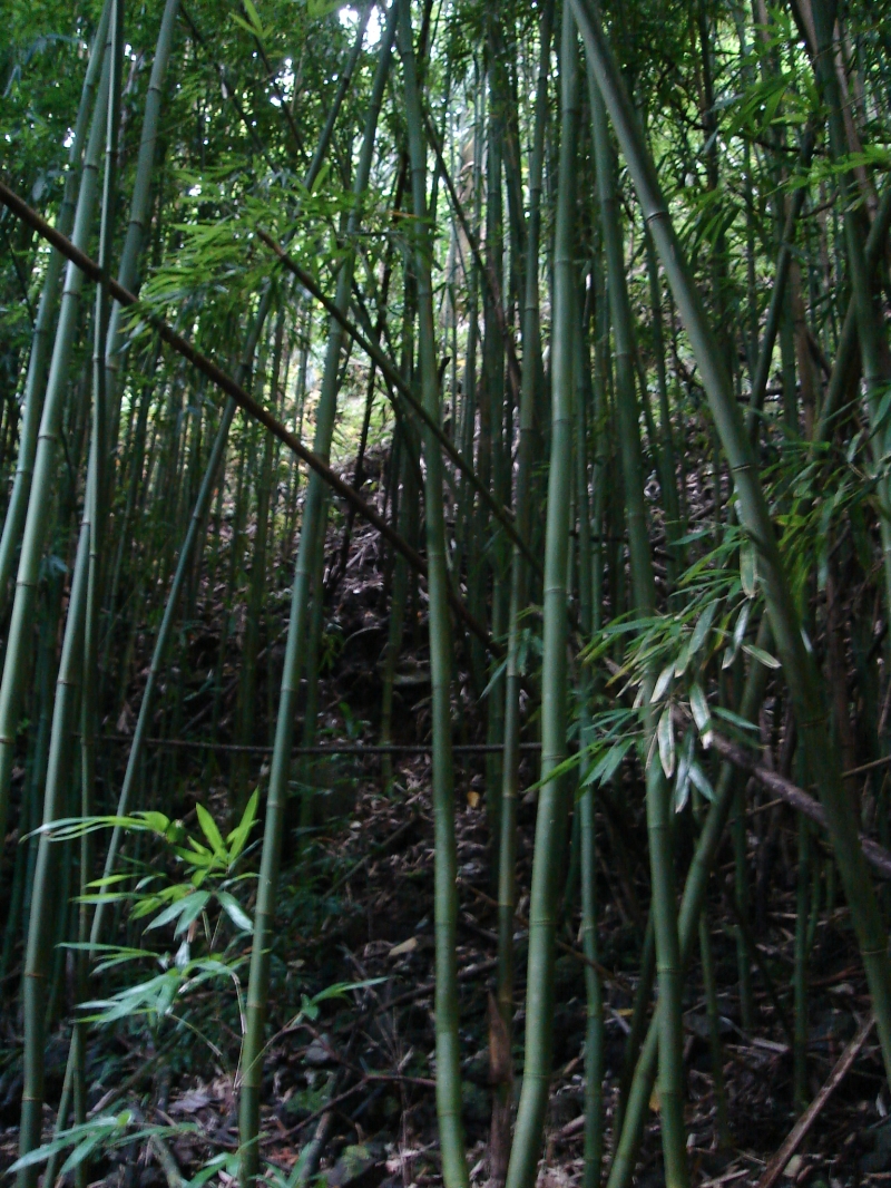 blurry bamboo.jpg