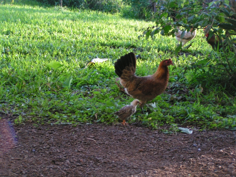 chickens 2.jpg